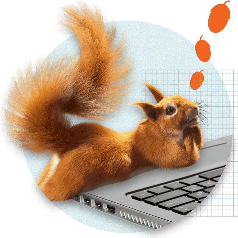 Squirrel lying on tummy and elbows looking at laptop screen dreaming of acorns